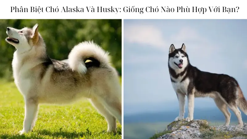 Phân Biệt Chó Alaska Và Husky: Giống Chó Nào Phù Hợp Với Bạn?