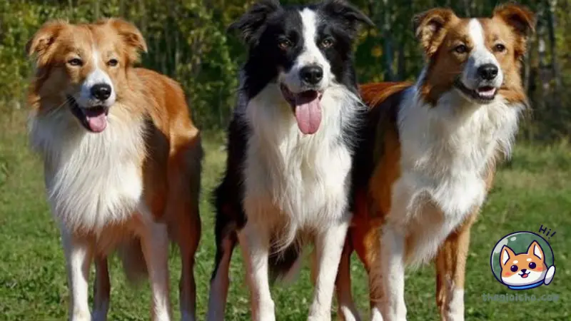 Border Collie, Poodle, và Bí Mật Của Giống Chó Thông Minh Nhất Hành Tinh