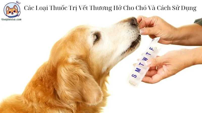 Các Loại Thuốc Trị Vết Thương Hở Cho Chó Và Cách Sử Dụng