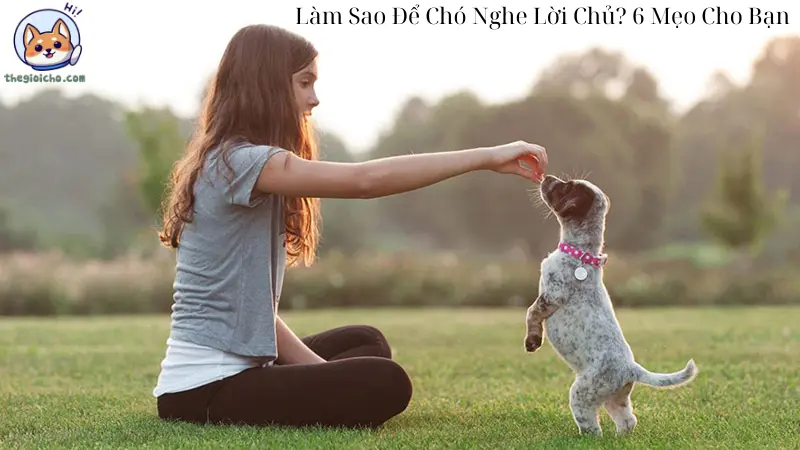 Làm Sao Để Chó Nghe Lời Chủ? 6 Mẹo Cho Bạn