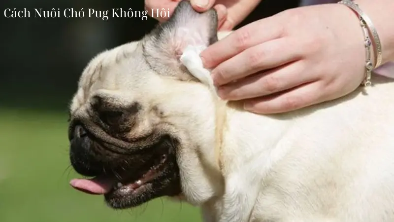 Cách Nuôi Chó Pug Không Hôi: Mẹo Đơn Giản Nhưng Hiệu Quả