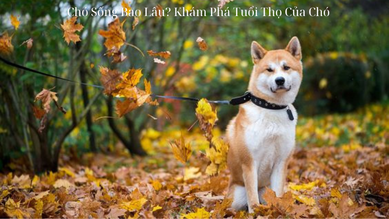 Chó Sống Bao Lâu? Khám Phá Tuổi Thọ Của Chó