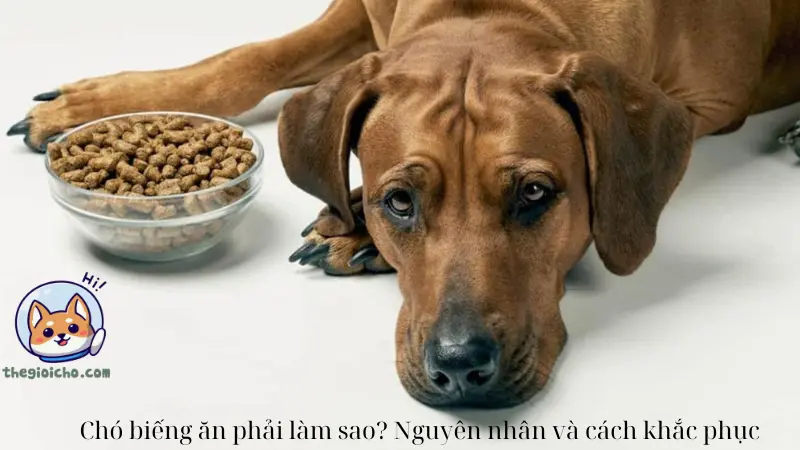 Chó biếng ăn phải làm sao? Nguyên nhân và cách khắc phục